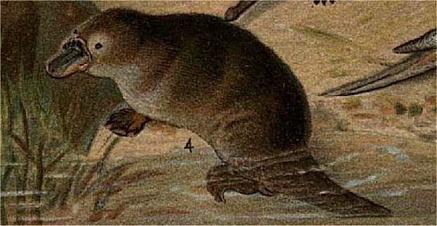 Platypus